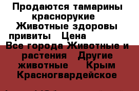Продаются тамарины краснорукие . Животные здоровы привиты › Цена ­ 85 000 - Все города Животные и растения » Другие животные   . Крым,Красногвардейское